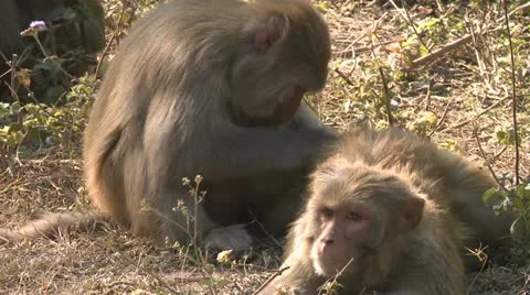 A Monkey grooming another one Video stock 12234430