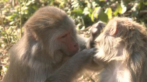 A Monkey grooming another one Video stock 12234572