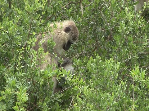 Monkey grooming baby 動画素材 77232637