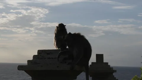 Monkey grooming each other on nature. Stock Footage 274447101
