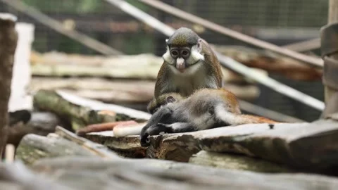 Monkey grooming Stock Footage 280367047