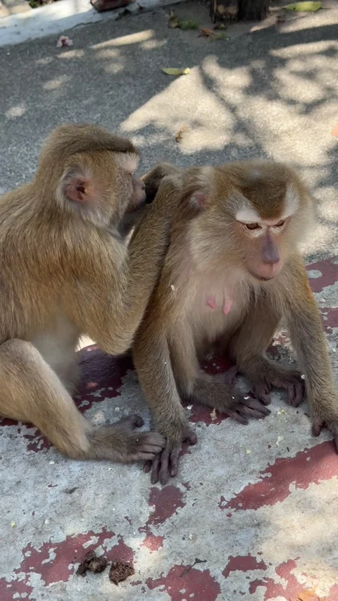 Monkey grooming its partner in the streets of Asia Stock Footage 303293413