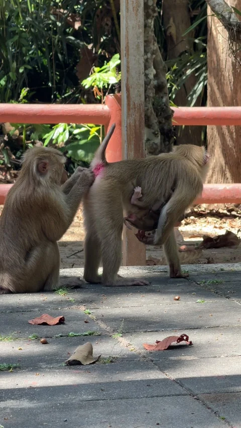 Monkey grooming a mother monkey with its baby Stock Footage 303293529