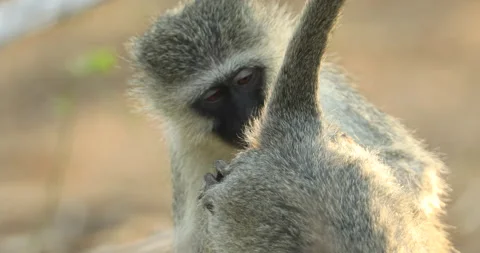 Monkey grooming other Monkey's butt Stock Footage 158872180