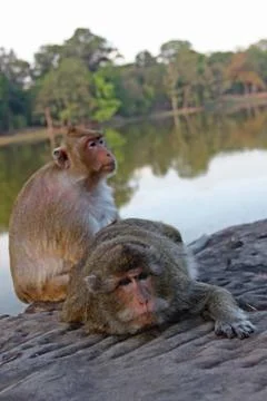 Monkey grooming Foto stock