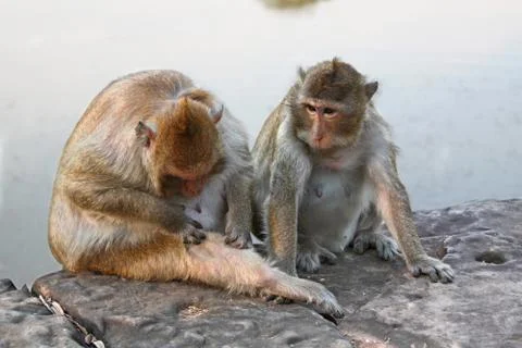 Monkey grooming Stock Photos