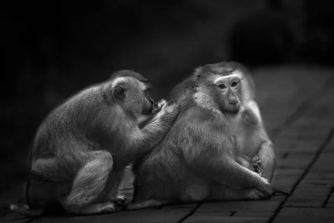 Monkey grooming Stock Photos