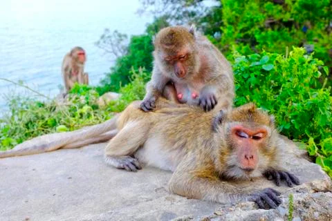 Monkey grooming Stock Photos