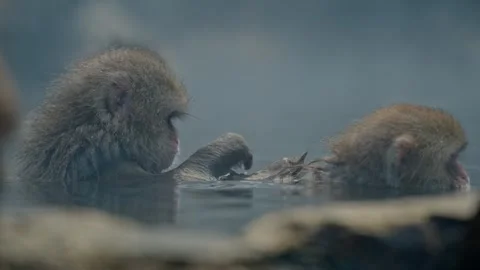 Monkey Grooming Ritual: One Monkey Removing Parasites from Another at Video stock 297744289