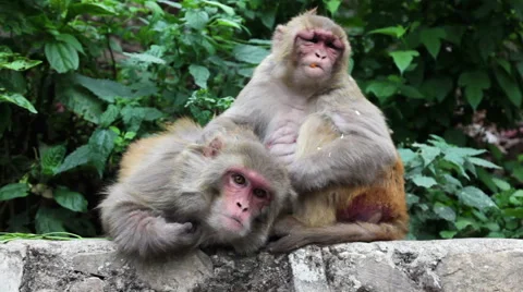 Monkey grooning in Nepal Stock-Footage 56860088