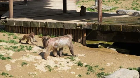 Monkey group macaque little monkeys fighting and playing Stock Footage 195485733