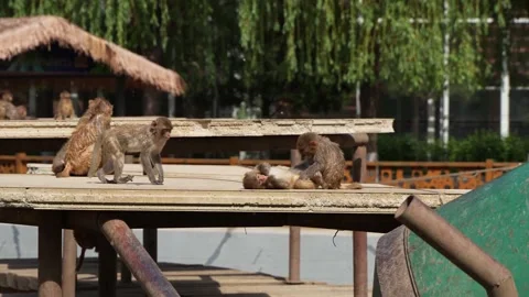 Monkey group macaque living area Stock Footage 195487192