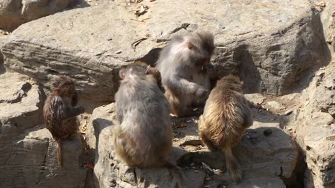 Monkey group macaque living area 库存影片 195490369