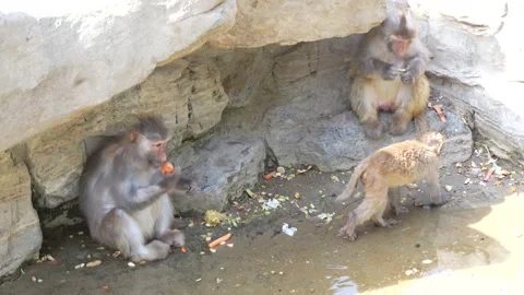 Monkey group macaque living area Stock Footage 195491347