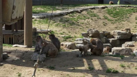 Monkey group macaque living area Stock Footage 195491579