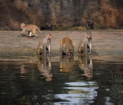 Monkey Group Stock Photos