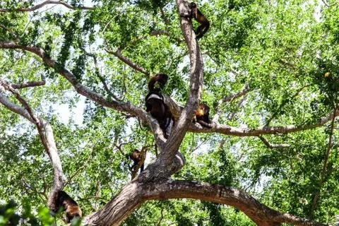 Monkey group in tree Stock Photos