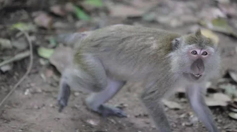 Monkey growling threateningly Stock Footage 49318465
