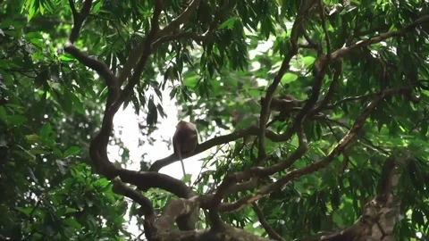 Monkey habitat in the forests of Borneo Video stock 274322072