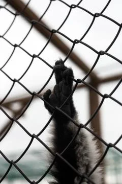 Monkey hand on bars of grate Stock Photos