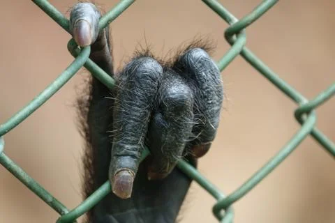 Monkey hand behind grille Photos