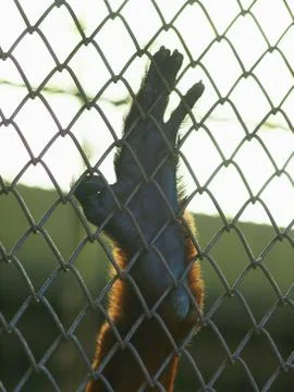 Monkey hand in cage Stock Photos