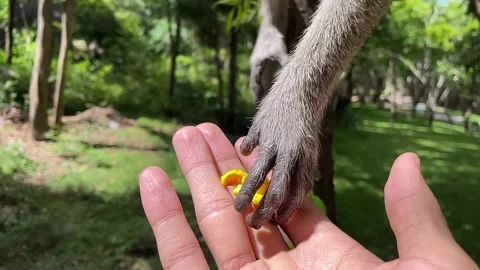 Monkey hand grab popcorn from person’s hand nature tree sunny day. Slow motion Video stock 194546061
