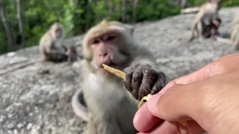 Monkey hand grab snack from person’s hand nature tree sunny day. Slow motion Video stock 194822929