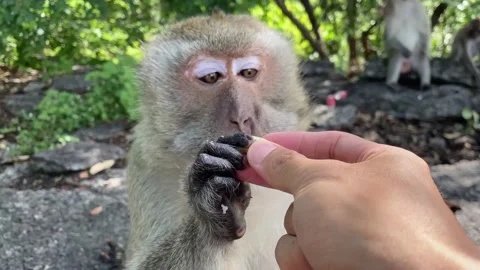 Monkey hand grabbing peanut from person's hand outdoor rock mountain Stock Footage 195303556
