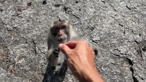 Monkey hand grabbing snack from person's hand outdoor rock mountain Video stock 195307452