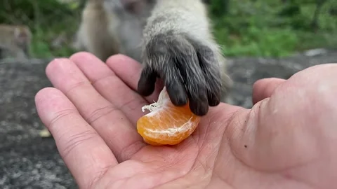 Monkey hand grabbing sweet orange fruit from person’s hand close up slow mo Stock Footage 195216469