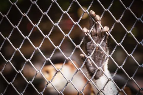 Monkey hand hanging on rust iron cage Stock Photos