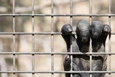 Monkey hand Stock Photos