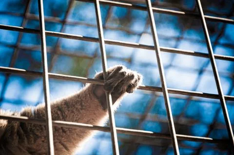 A monkey hands in a cage Foto stock