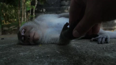 Monkey Handshake Stock Footage 55455479