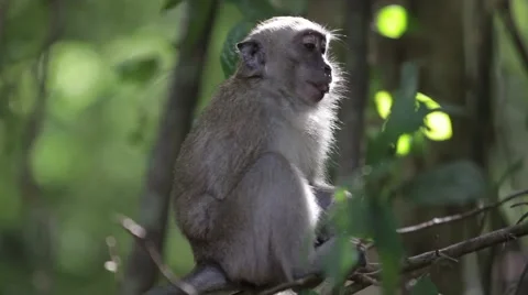 Monkey hanging on the branch 2 Stock Footage 49283085