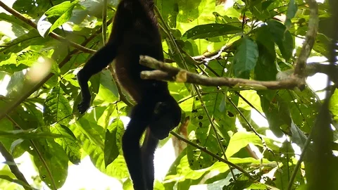 Monkey hanging from branch and swinging down on liana Stock Footage 123620196