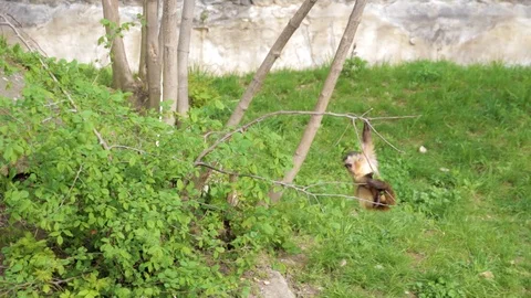 The monkey is hanging on a branch Stock Footage 88175658