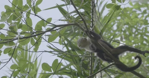 Monkey hanging on a branch Stock Footage 235204788