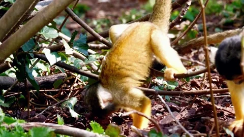 Monkey Hanging on Branch Stock Footage 310863987