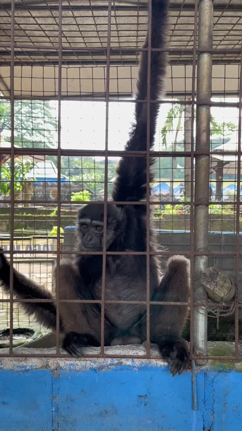 Monkey hanging in a cage Stock Footage 306403534