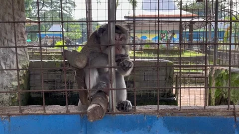 Monkey hanging in a cage Stock Footage 306403538