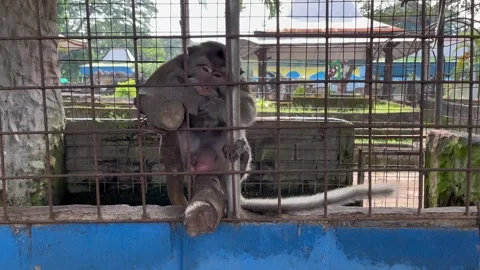 Monkey hanging in a cage Stock Footage 306403543