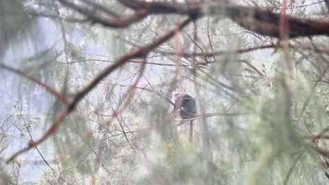 Monkey Hanging on Pine Tree Branch in Forest Stock Footage 318716515