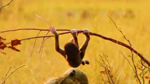 Monkey Hanging from Tree Branch Stock Footage 323136466