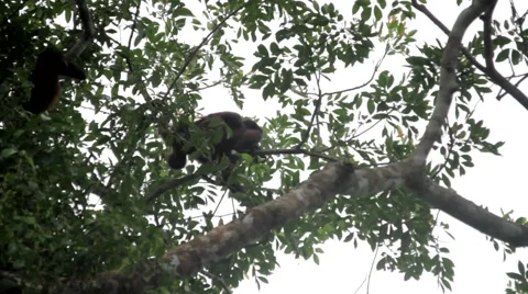 Monkey hanging on tree branch in tropical rainforest Stock Footage 48739531