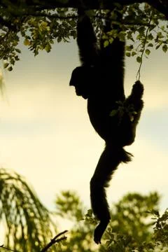 Monkey hanging from tree Stock Photos