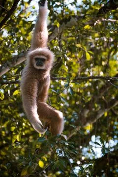 A monkey hanging from a tree Stock Photos