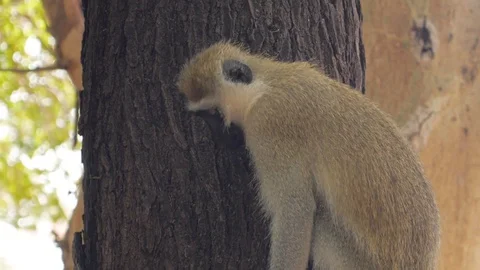 Monkey hanging on tree trunk in Samburu Africa Stock Footage 78061181