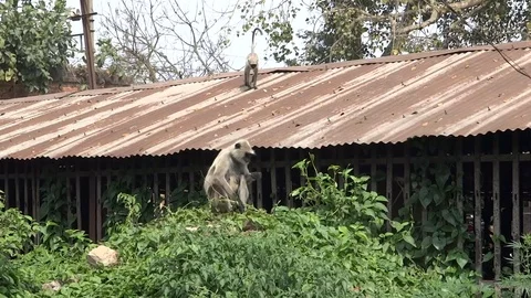 Monkey Hanuman eating large leaves of the bindweed which grows on the stones Stock Footage 70359511